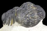Bargain, Austerops Trilobite - Visible Eye Facets #162331-5